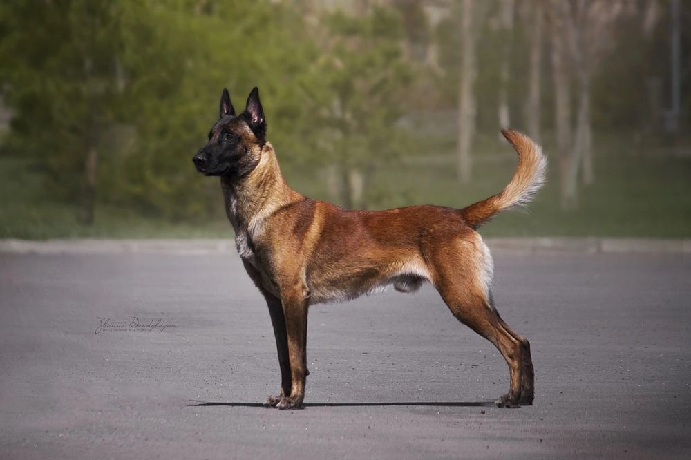 Вязка. Кобель малинуа