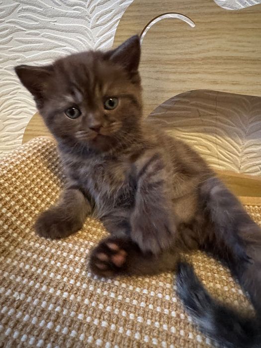 Котята Британцы 1,5 месячные