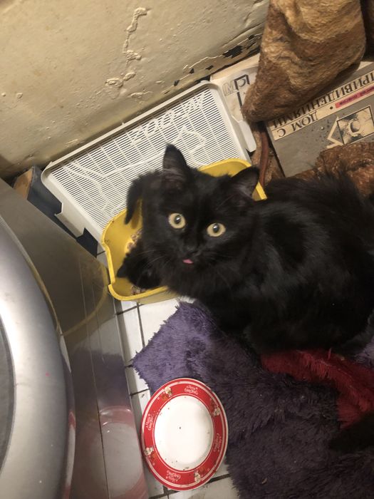 Отдам кошку в добрые руки