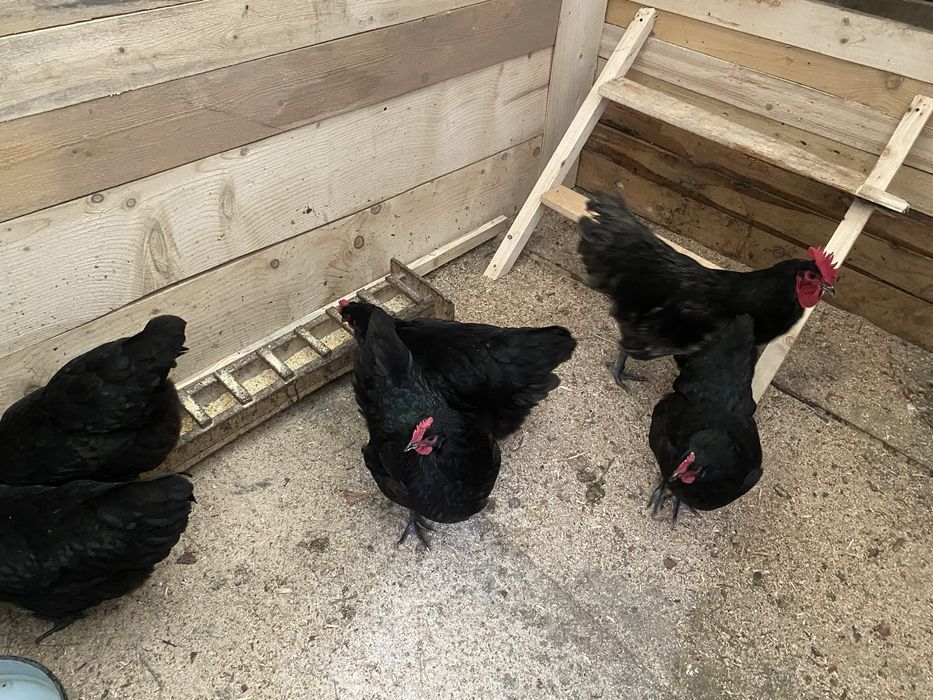 Gaini australorp
