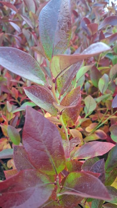 Американска боровинка в саксия вече в плододаване