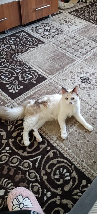 Отдаю красивую кршечку