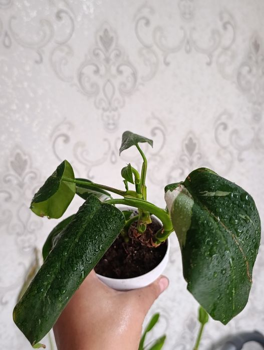 Калатея , и многое другое