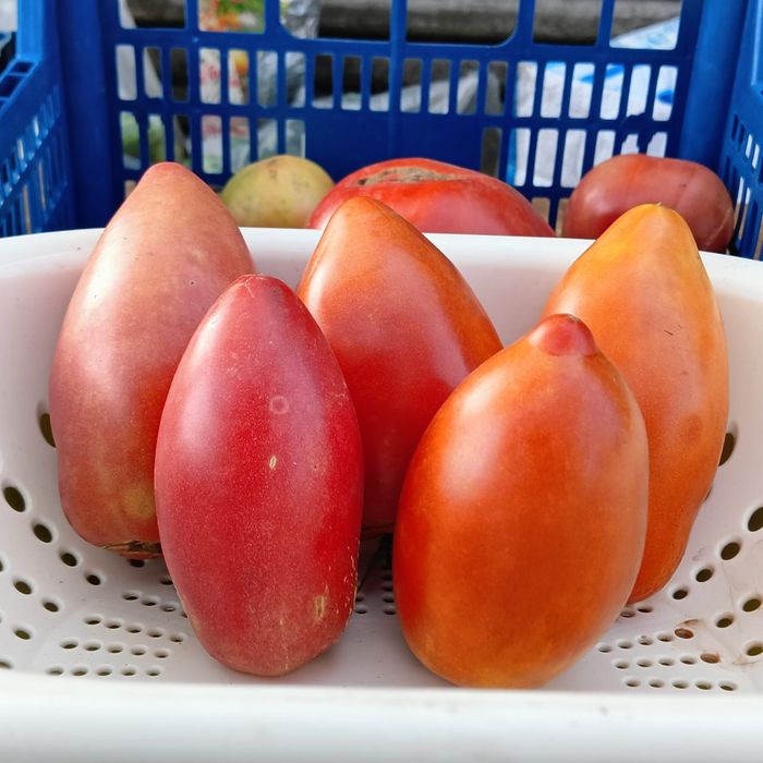 Семена домашних томатов