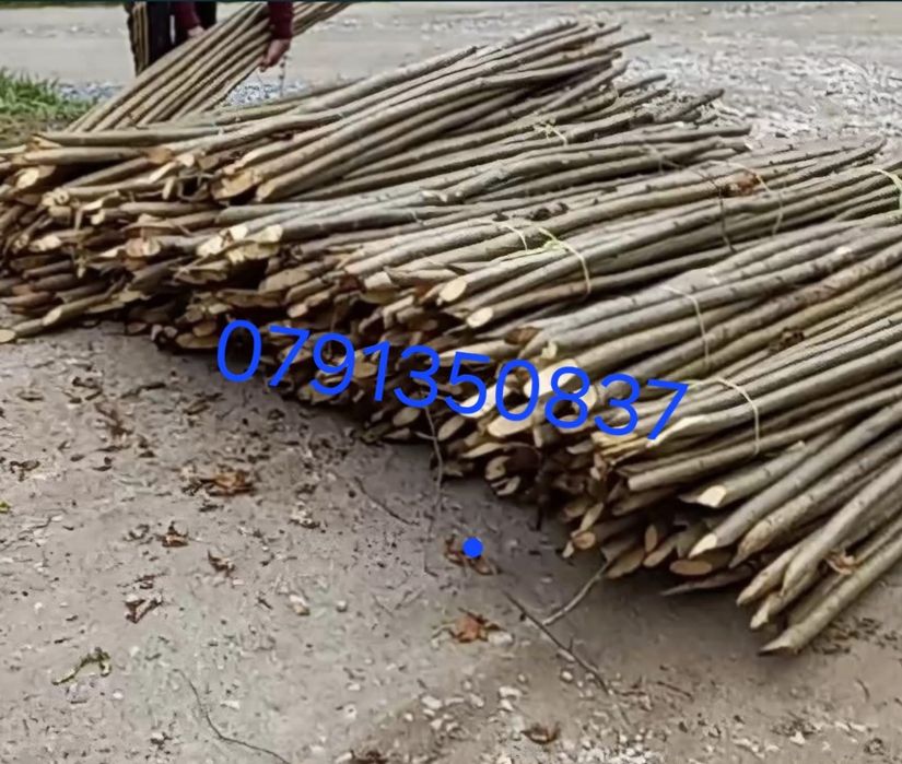 Pari de fasole și de roșii și de gard