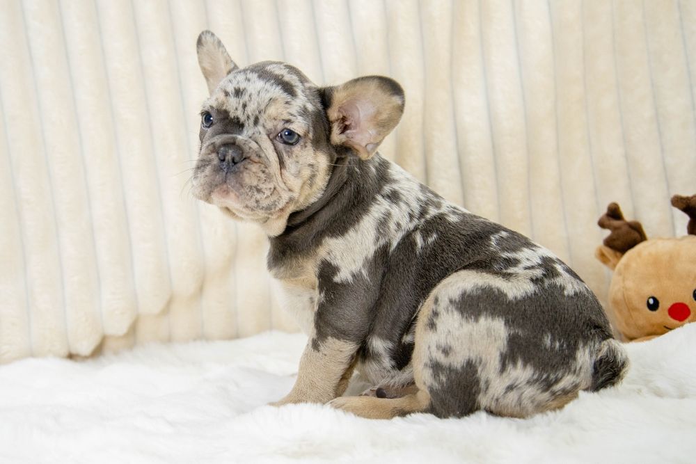 bulldog francez blue merle