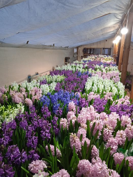 Гиацинты к 8 марта