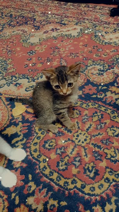 Отдам в добрые руки кошечку!