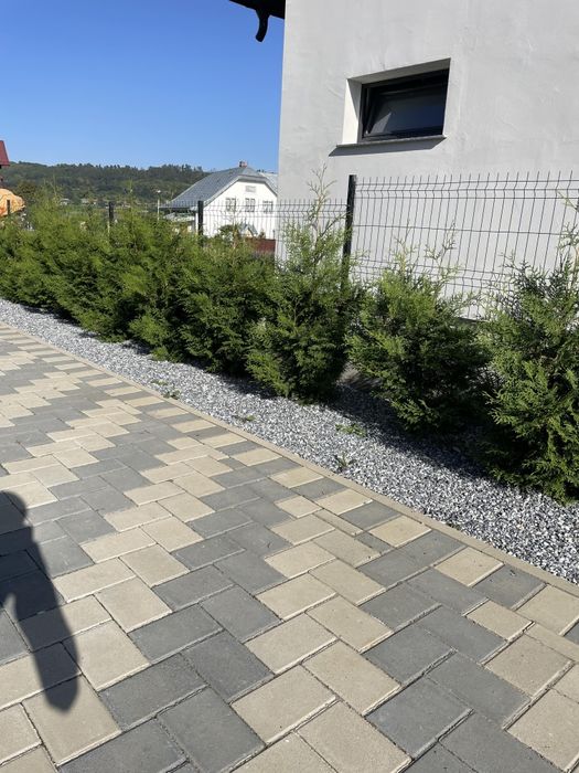 Tuia Brabant 70-80 Crescuta în Ghiveci (Calitate Top)