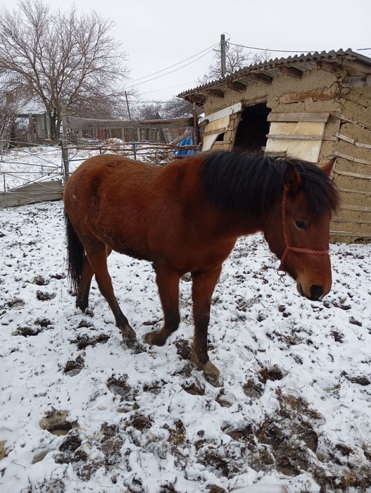 Manz murg de vanzare