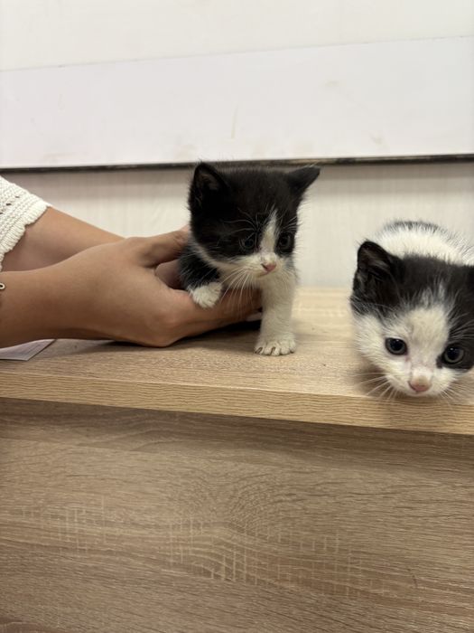 Котята в добрые руки :)