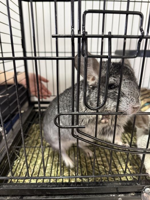 Vând familie de Chinchilla