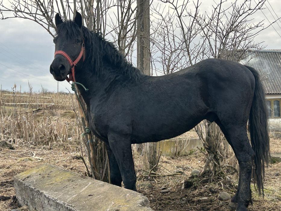 Cal negru 4 ani castrat 1,62 greaban , superb Targu-Mures • OLX.ro