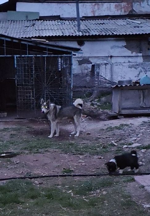 Продам щенка лайки