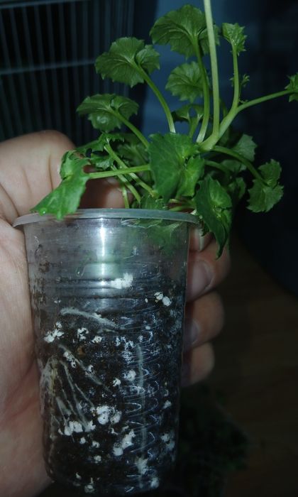 Кампанула (невеста)