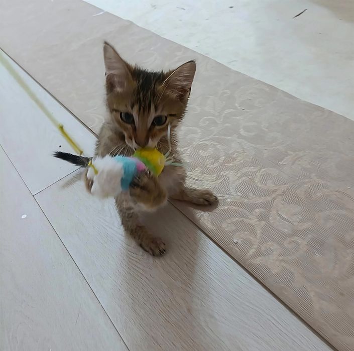 Шикарный котёнок