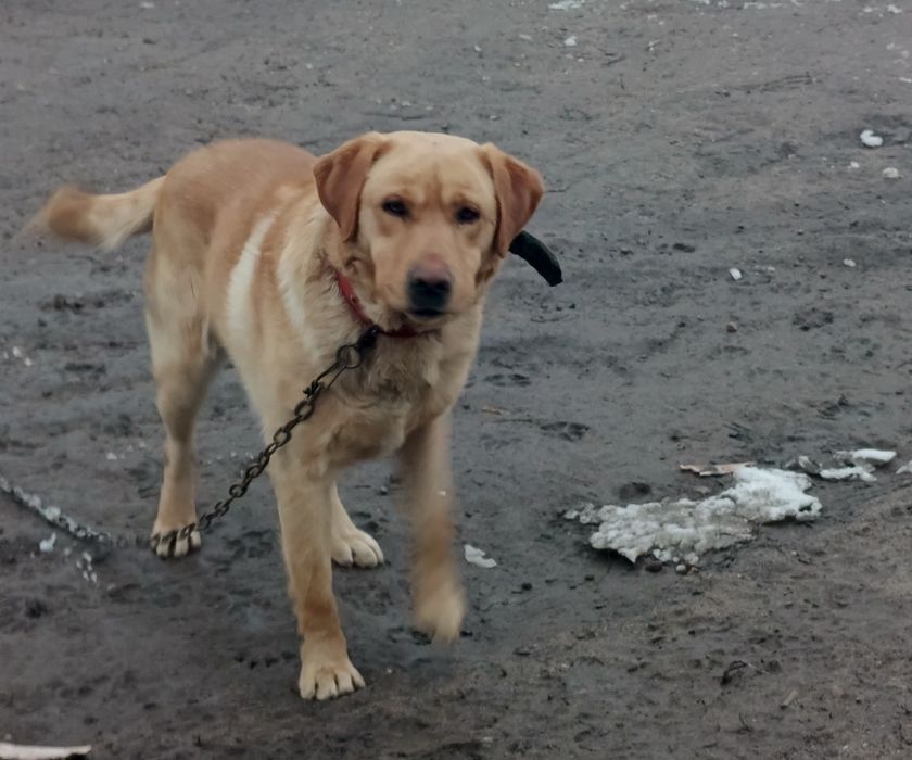 Собака  Лабрадор