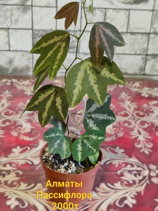 Продам Хобби для души