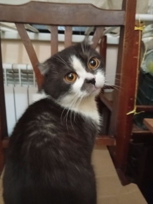 Scotish fold bolasi 2 yosh Скотиш фолд 2 лет