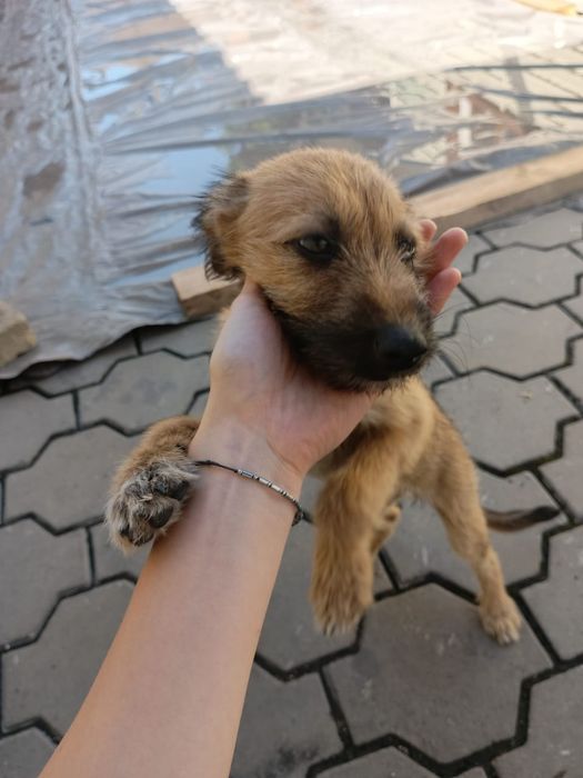 Щенок в хорошие руки