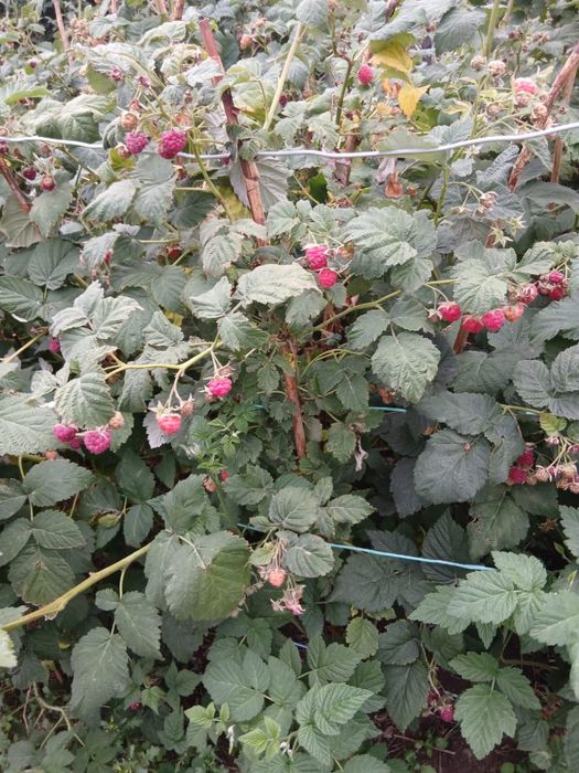 Продам дачу на союзе