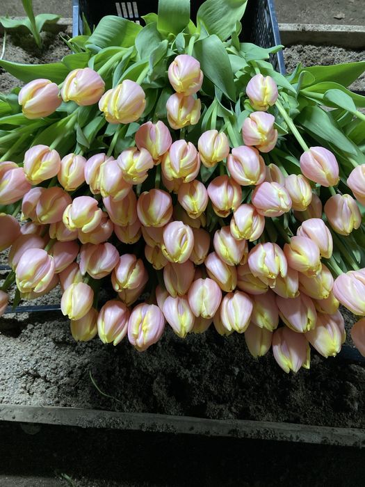 Тюльпаны сортовые