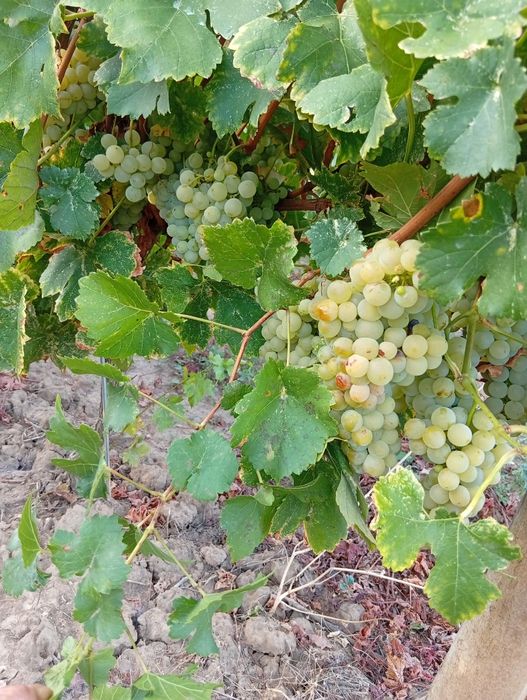 Struguri pentru vin Otonel