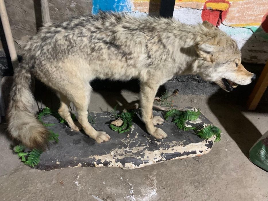 Продаю Чучела волка