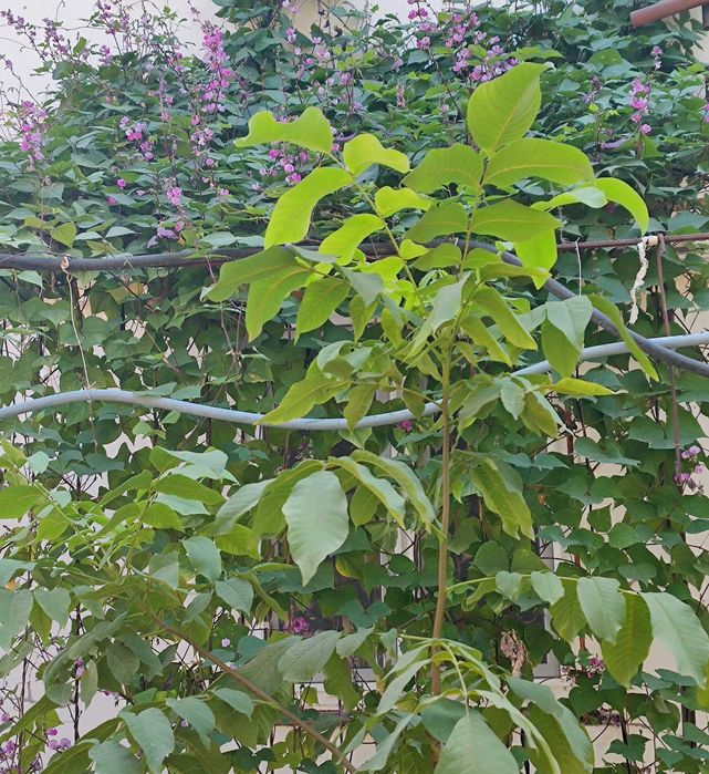 Продаются семена долихоса,