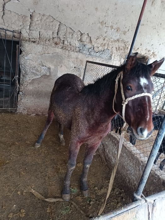 Тай сатылады !!!