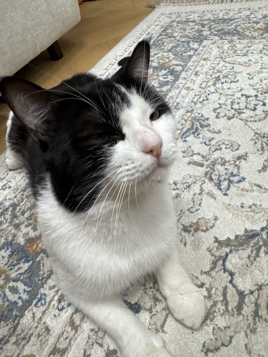 Кота в добрые руки