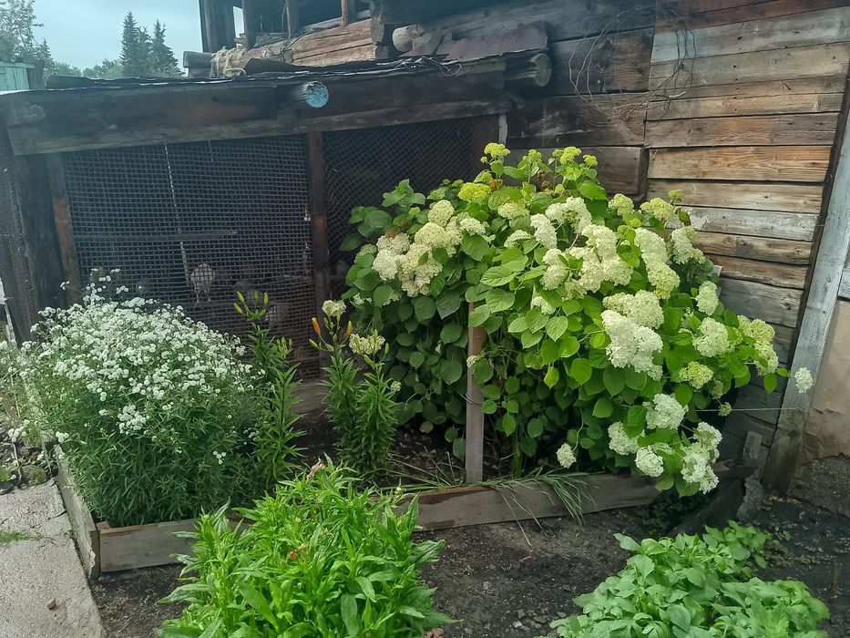 Продам дом в городе Алтай (Зыряновск)