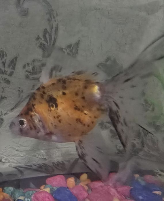 Золотая рыбка 13 см