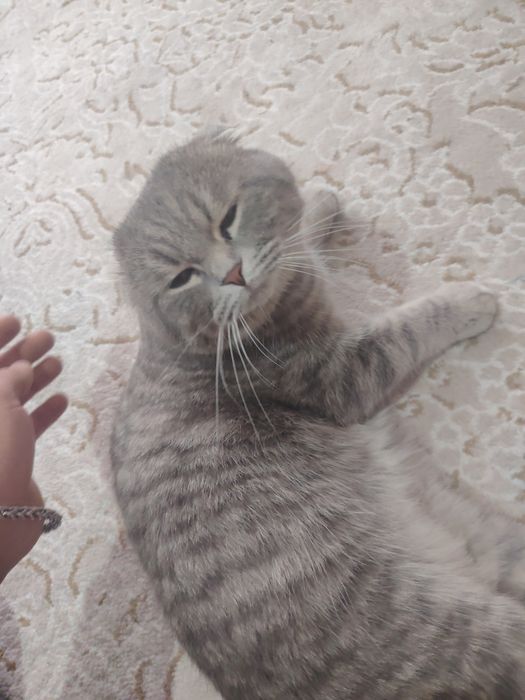 Scottish fold mushugi sotiladi