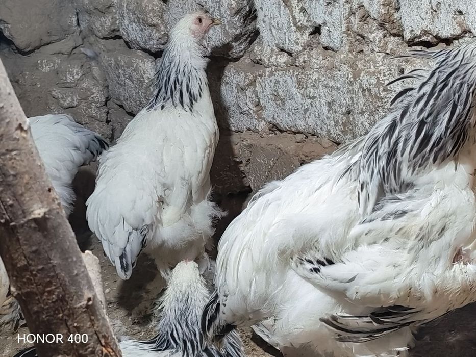 Брама соглом товуклари сотилади. 15та