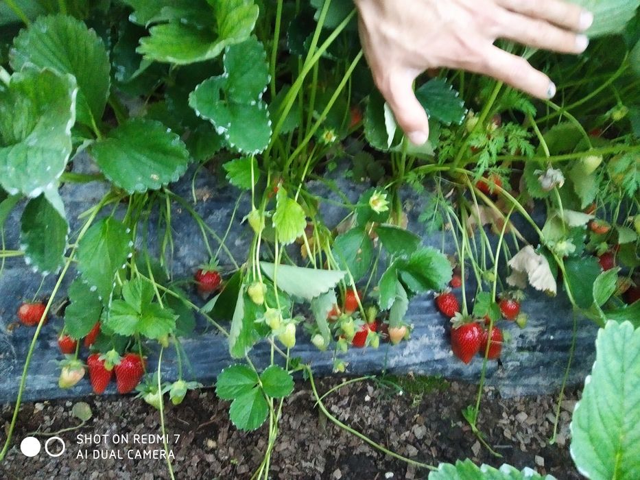 Қулупнай кочатлари