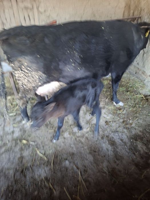 Сигир сутли сигир