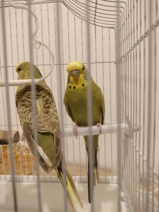 Vând peruș cu tot cu cușcă