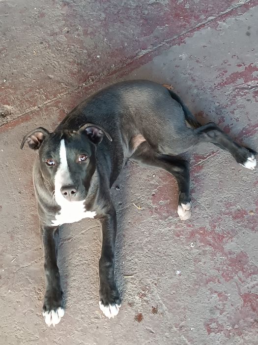 Продам щенка питбуля