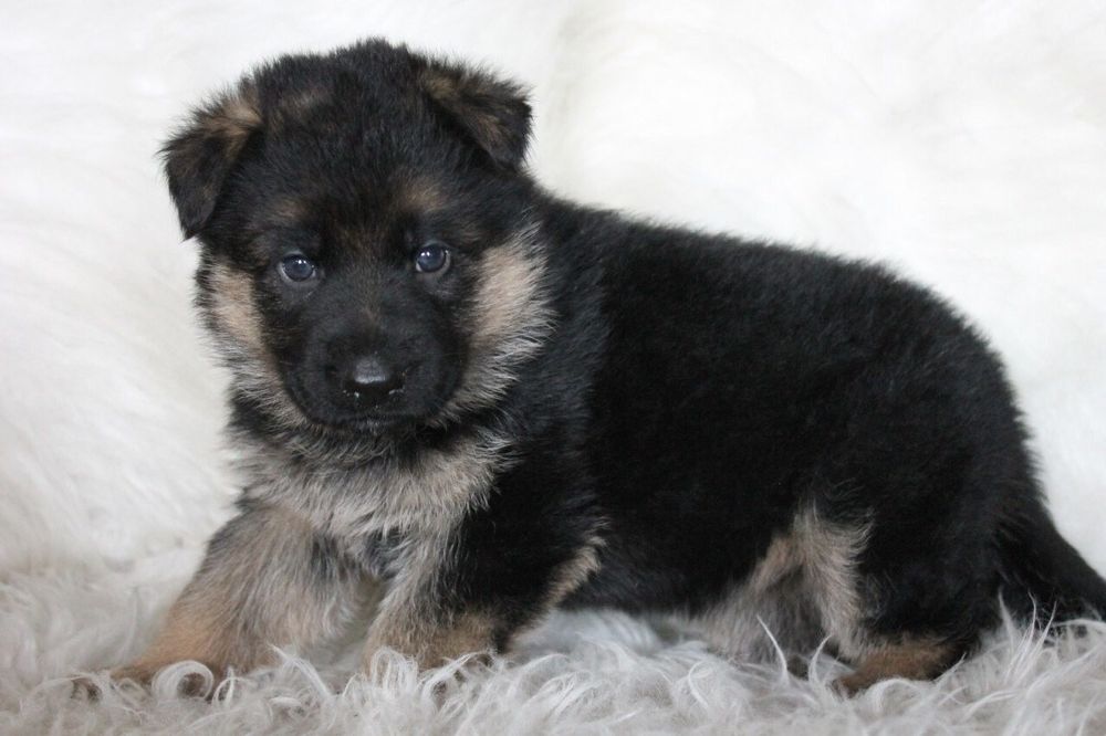 Щенки немецкой овчарки от породных родителей