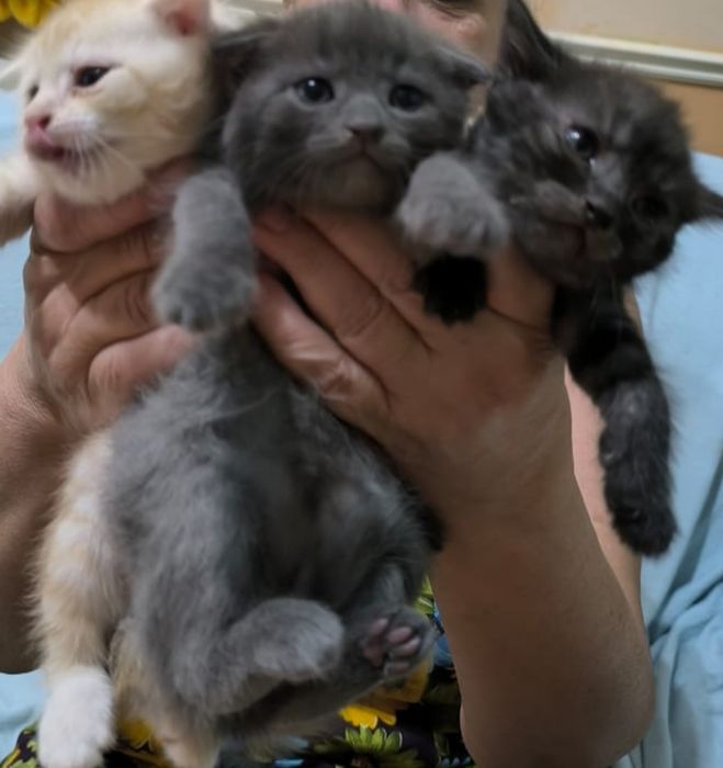 Породистые красивые котята