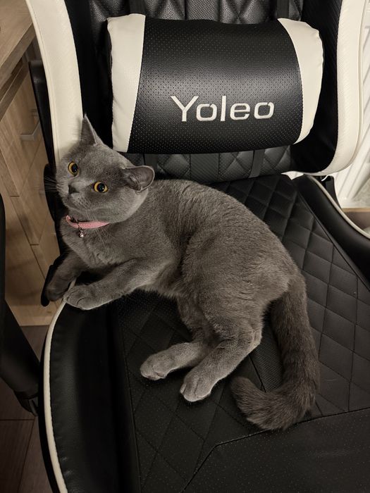 Pisica  British Shorthair,Nesterilizata