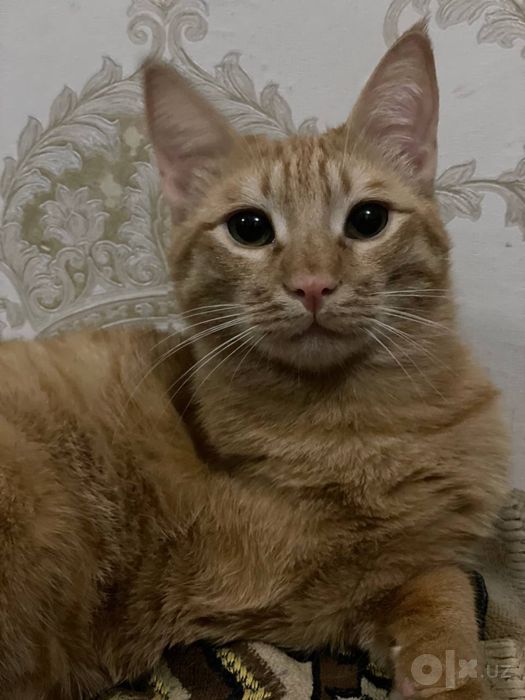 Кот, кастрированный, 3 года