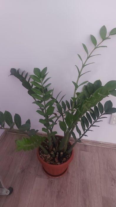 Продам замиокулькас