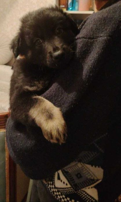 Собаки / Щенки пристраиваются Домашние / Kuchuk It