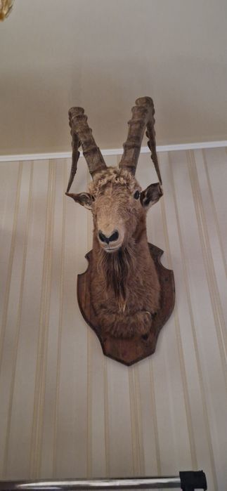 Чучело горного козла (архара)