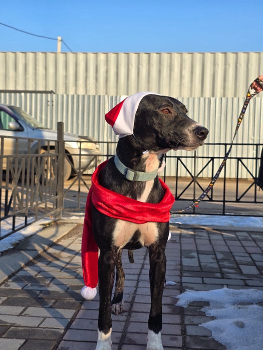 Собака девочка ищет семью и дом