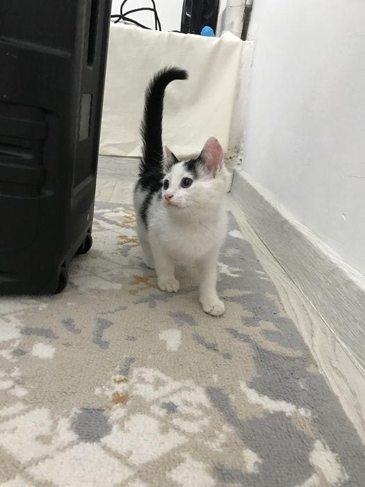 Кошка сатылады ул