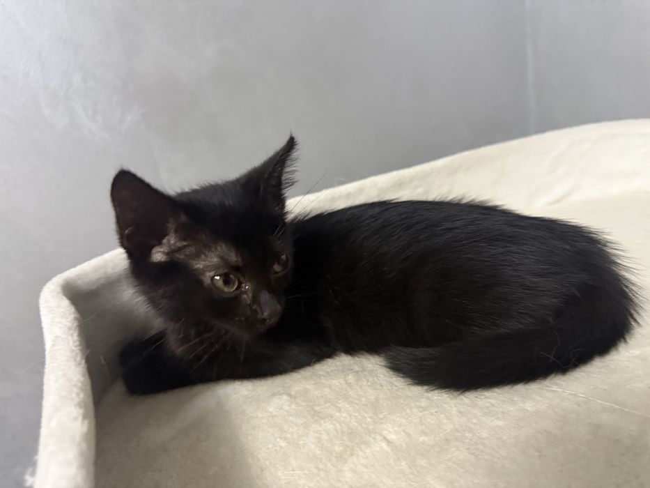 Кошечка в добрые ручки