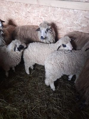 Miei de vanzare (Miel)